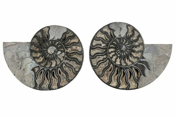 Cut & Polished Ammonite Fossil - Unusual Black Color #241528